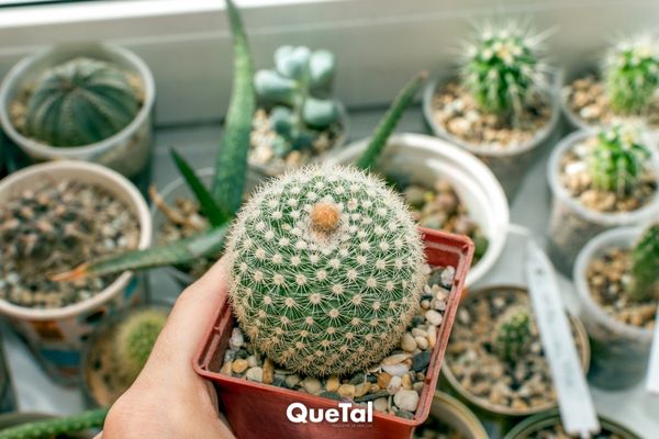 El significado espiritual de los cactus y dónde colocarlos en casa